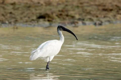 White ibis Foto stock