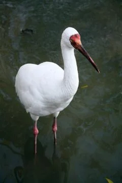 White Ibis Foto stock