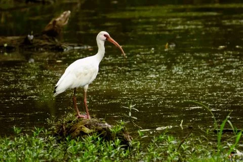 White Ibis Stock Photos