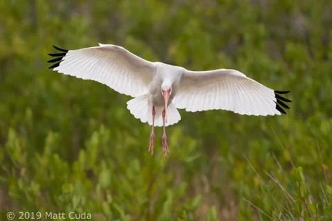 White Ibis Stock Photos