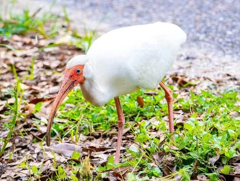 White Ibis Stock Photos
