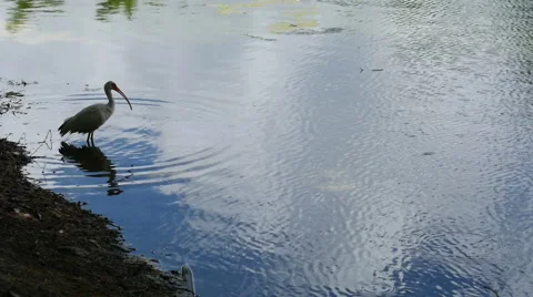 White Ibis at  pond Stock Footage 54052326