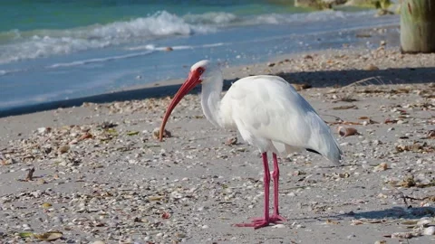 White Ibis preening Stock Footage 148893038