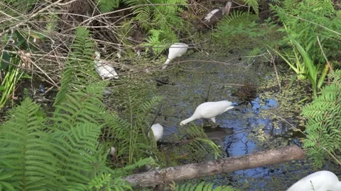 White Ibis probing for crayfish and frogs in the Florida Everglades Video stock 240876856