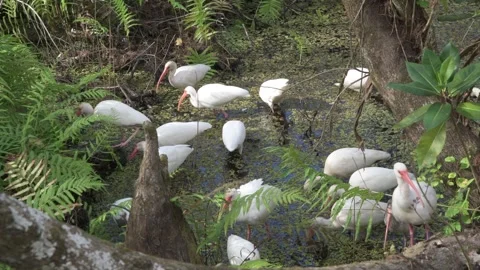 White Ibis probing for crayfish and frogs in the Florida Everglades 库存影片 240876990