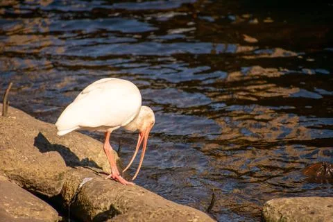 A White Ibis Reaching Down With Its Beak Into the Water Stock Photos