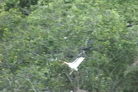 White Ibis Settling onto Tree Branch in Florida Everglades Vídeos de archivo 121354880