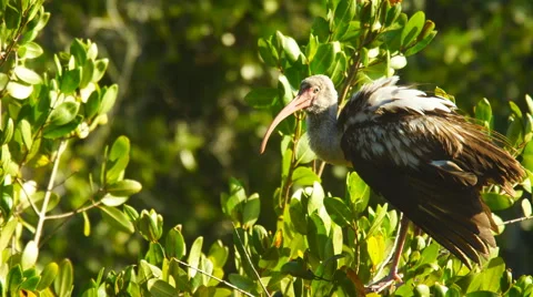 White Ibis sitting in Mangrove tree Vidéo 61627706