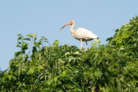 White Ibis at top of a tree looking out proudly Stock Photos