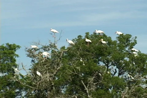 White Ibis In Tree Video stock 530487