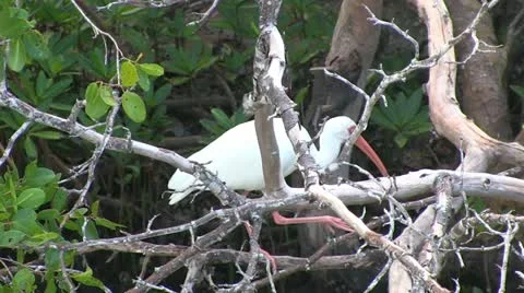 White Ibis In Tree Stock Footage 18007974