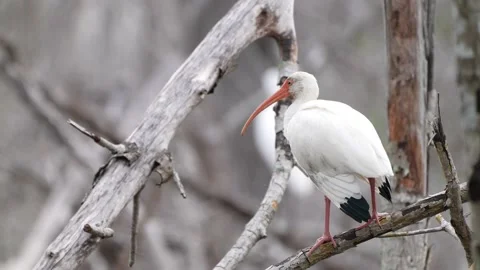 White Ibis wading bird 動画素材 147297336