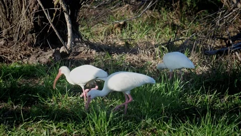 White Ibis walking and foraging for food  on green grass. Stock Footage 236428944