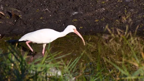 White ibis walking up a stream Stock Footage 108516825