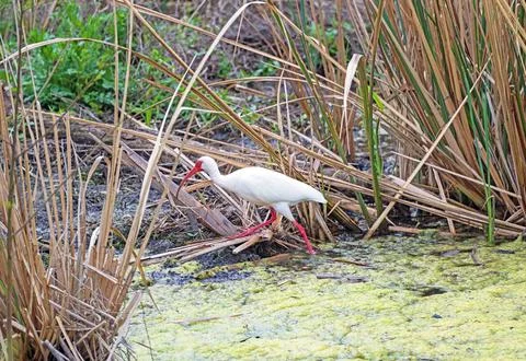 White Ibis Walking Through the Marsh Stockfoto's