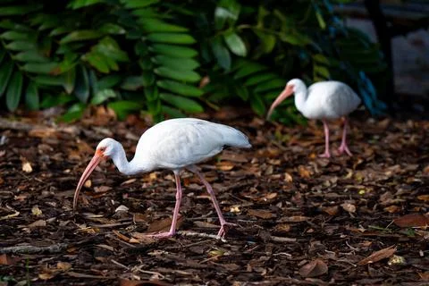 White Ibises Foraging on Leaf Litter in Florida - horizontal Stock Photos