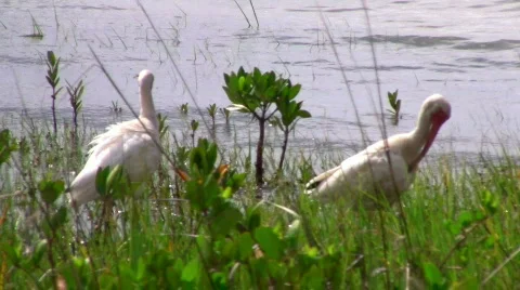 White Ibises HD Stockbeeldmateriaal 445468
