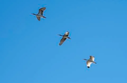 White ibises Stock Photos