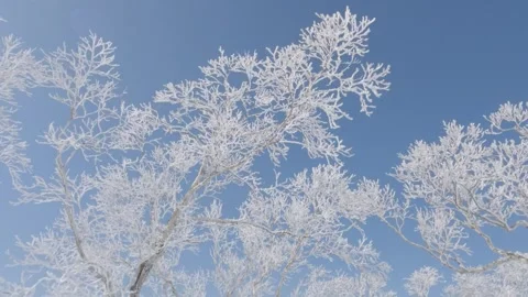 White icy tree branches swaying in wind against blue sky in winter landscape Stock Footage 246109363