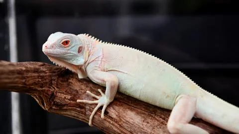White Iguana Stock Photos