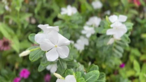 White impatiens flowers in bloom surrounded by lush green leaves Stock Footage 314708404