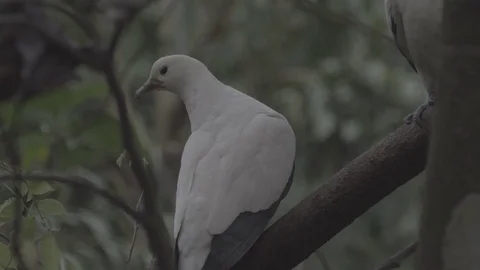 White imperial pigeon perching on tree and looking Stock Footage 72225755