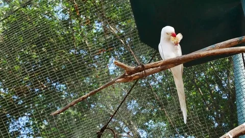 White Indian Ring-necked Parakeet is eating corn on the branch. 動画素材 78249716