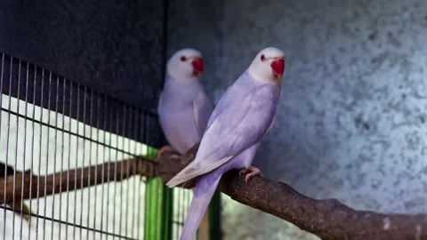 White Indian Ringneck Parrots on Branch Stock-Footage 330850925