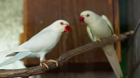 White Indian Ringneck Parrots Facing Each Other Stock Footage 330850454