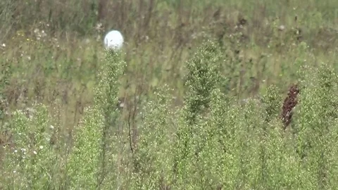 White inflatable ball rolling through a meadow Stock Footage 79669378