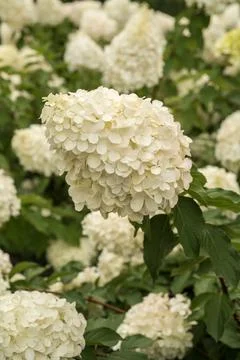 White inflorescence of hydrangea large-leaved Stock Photos