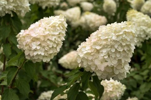 White inflorescence of hydrangea large-leaved in the garden Stock Photos
