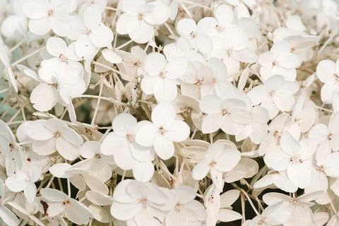 White inflorescence of hydrangea nature background close up. Flowering hydran Stock Photos
