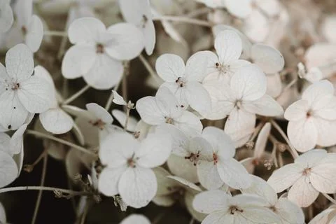 White inflorescence of hydrangea nature background close up. Flowering hydran Stock Photos