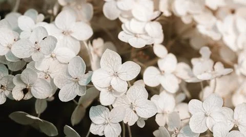 White inflorescence of hydrangea nature background close up. Flowering hydran Stock Photos