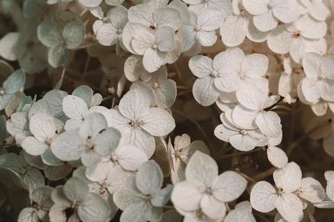 White inflorescence of hydrangea nature background close up. Flowering hydran Stock Photos