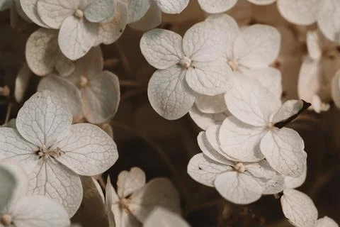 White inflorescence of hydrangea nature background close up. Flowering hydran Stock Photos