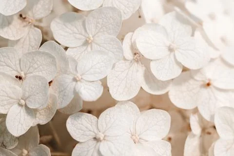 White inflorescence of hydrangea nature background close up. Flowering hydran Stock Photos