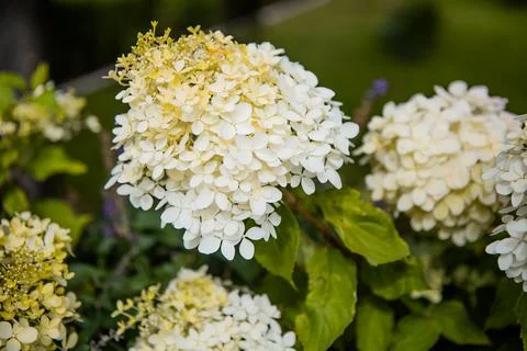 White inflorescence of hydrangea nature background close up. flowering hydrangea Stock Photos