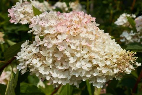 White inflorescence of a hydrangea Stock-Fotos