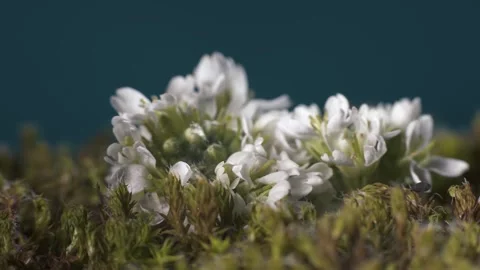 White inflorescence of Phlox subulata lying on moss. Macro shot. Stock Footage 293928563