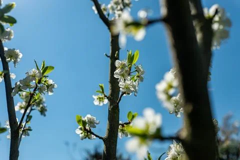 White inflorescences of a blooming fruit tree shining in the sun Foto stock