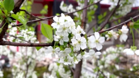 White inflorescences of cherry blossoms in the wind. spring background Stock Footage 240333670