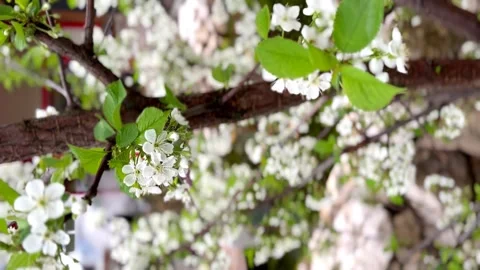 White inflorescences of cherry blossoms in the wind. spring background Stock Footage 240333683