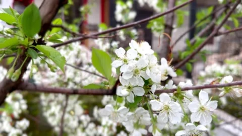 White inflorescences of cherry blossoms in the wind. spring background 库存影片 240333693