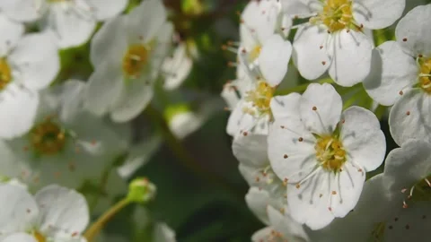 White inflorescences swing in the wind Stock Footage 211130837