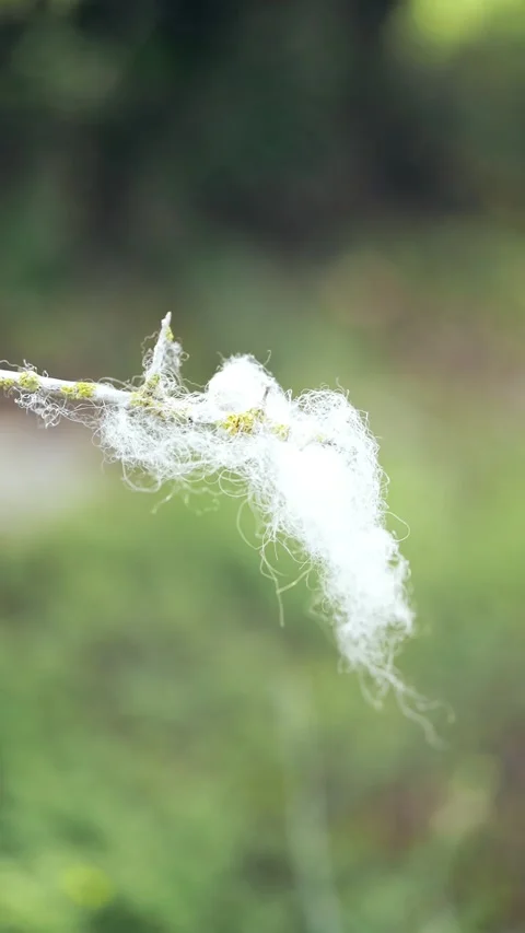 White Insect Cocoon or Spider Web on Plant Stem, Macro Close Up, Vertical Stock Footage 300264709