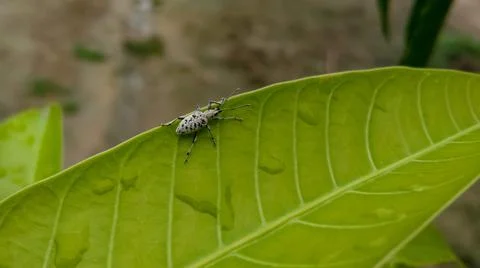 White insect on the green leaf Stock Photos