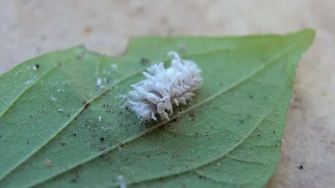 White insect pest 库存影片 246669990