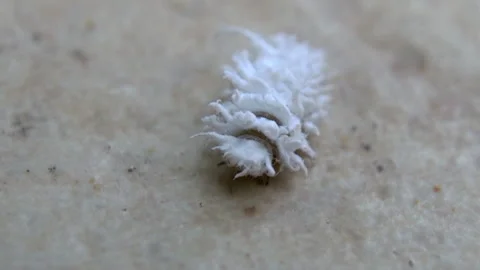 White insect pest Vidéo 251131141